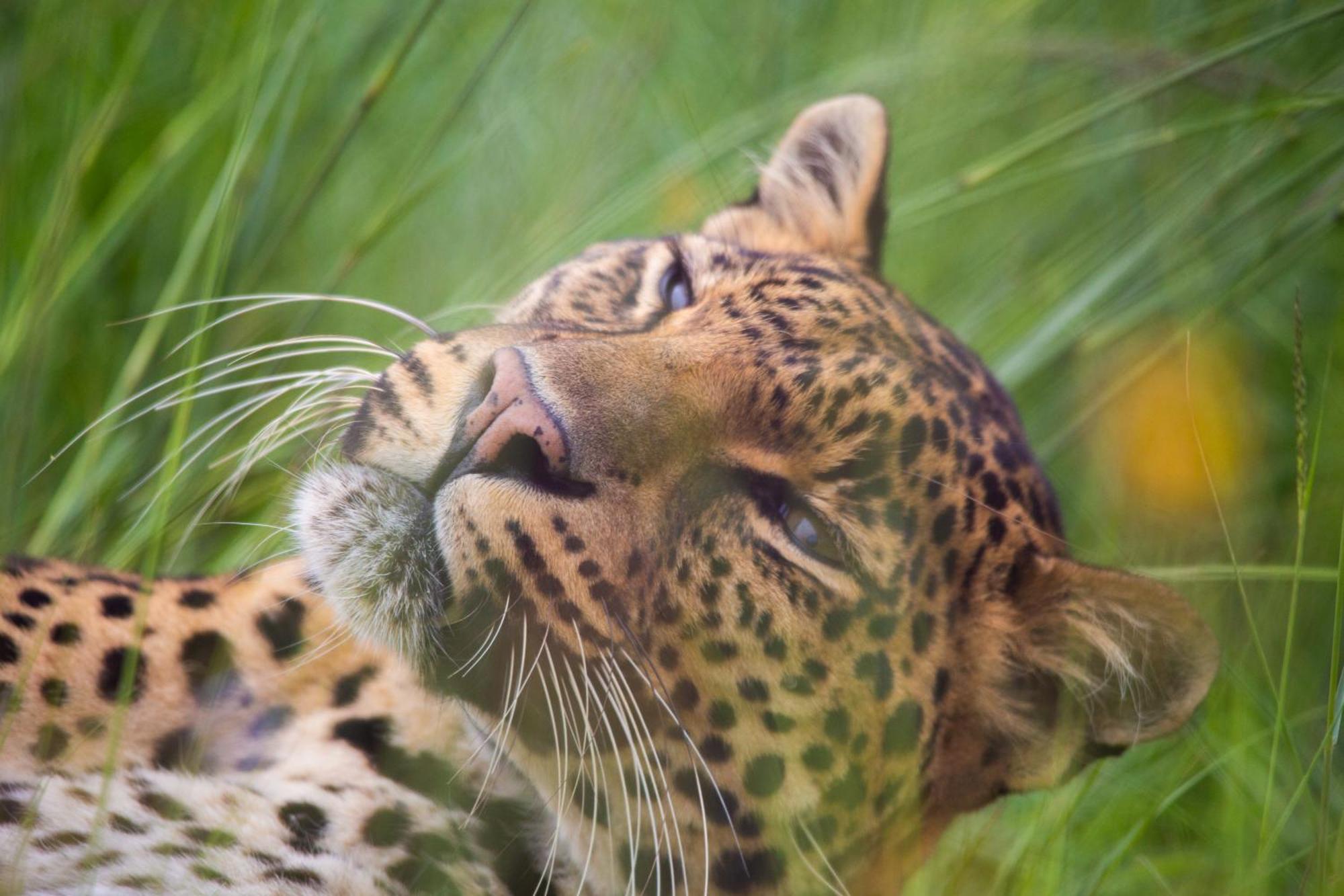 Lionsrock Big Cat Sanctuary Villa Bethlehem Exterior foto