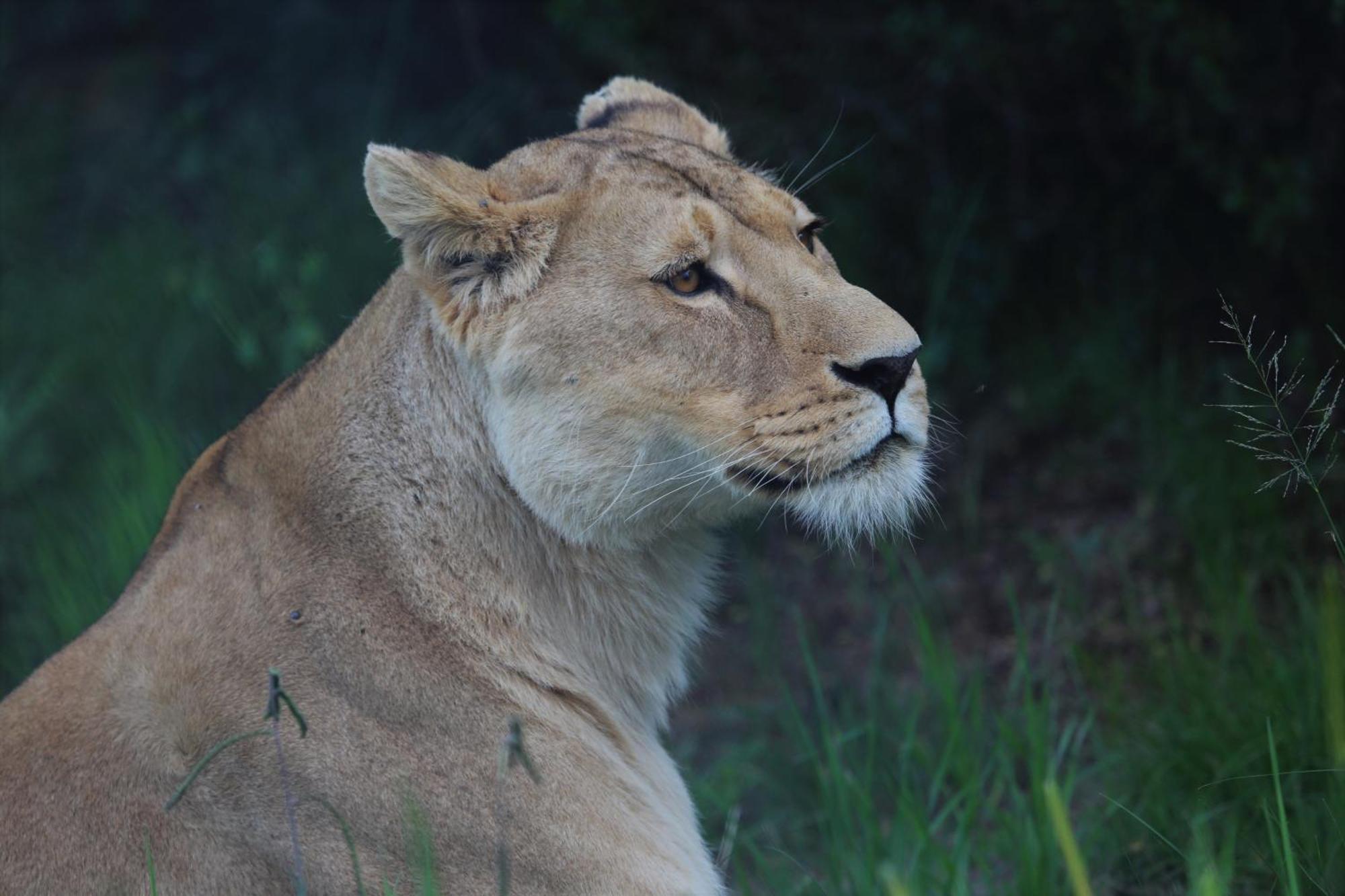 Lionsrock Big Cat Sanctuary Villa Bethlehem Exterior foto