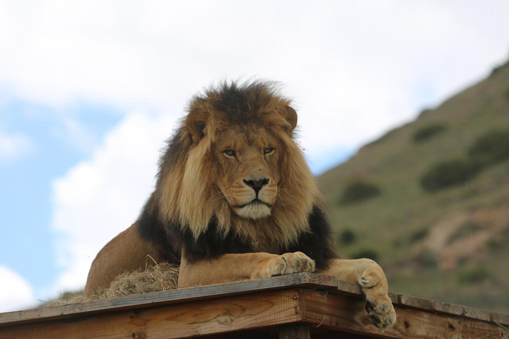 Lionsrock Big Cat Sanctuary Villa Bethlehem Exterior foto