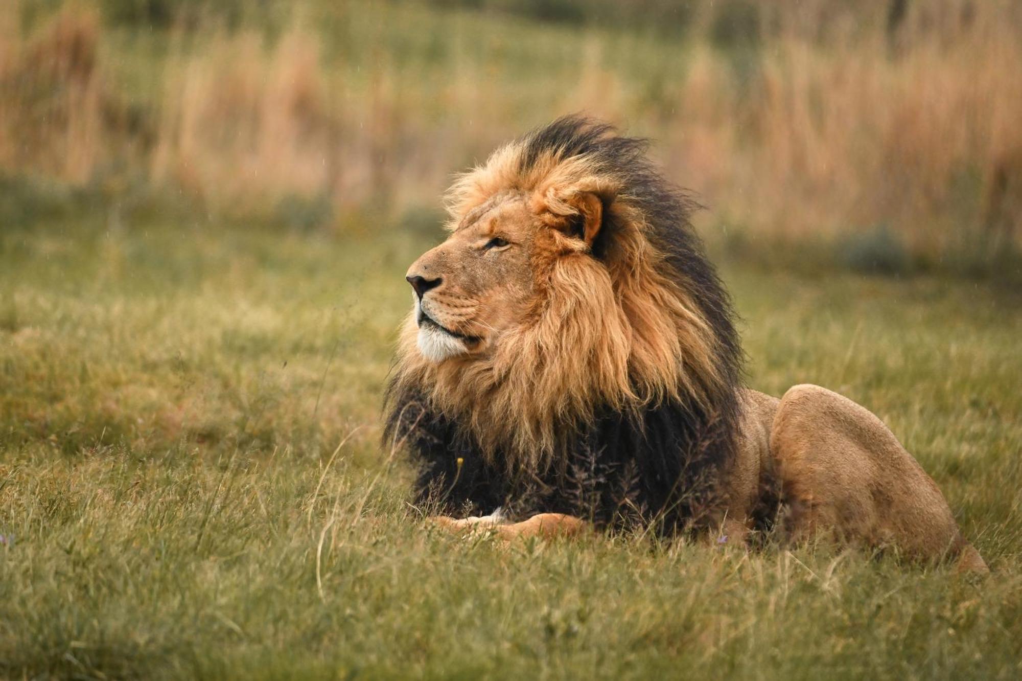 Lionsrock Big Cat Sanctuary Villa Bethlehem Exterior foto