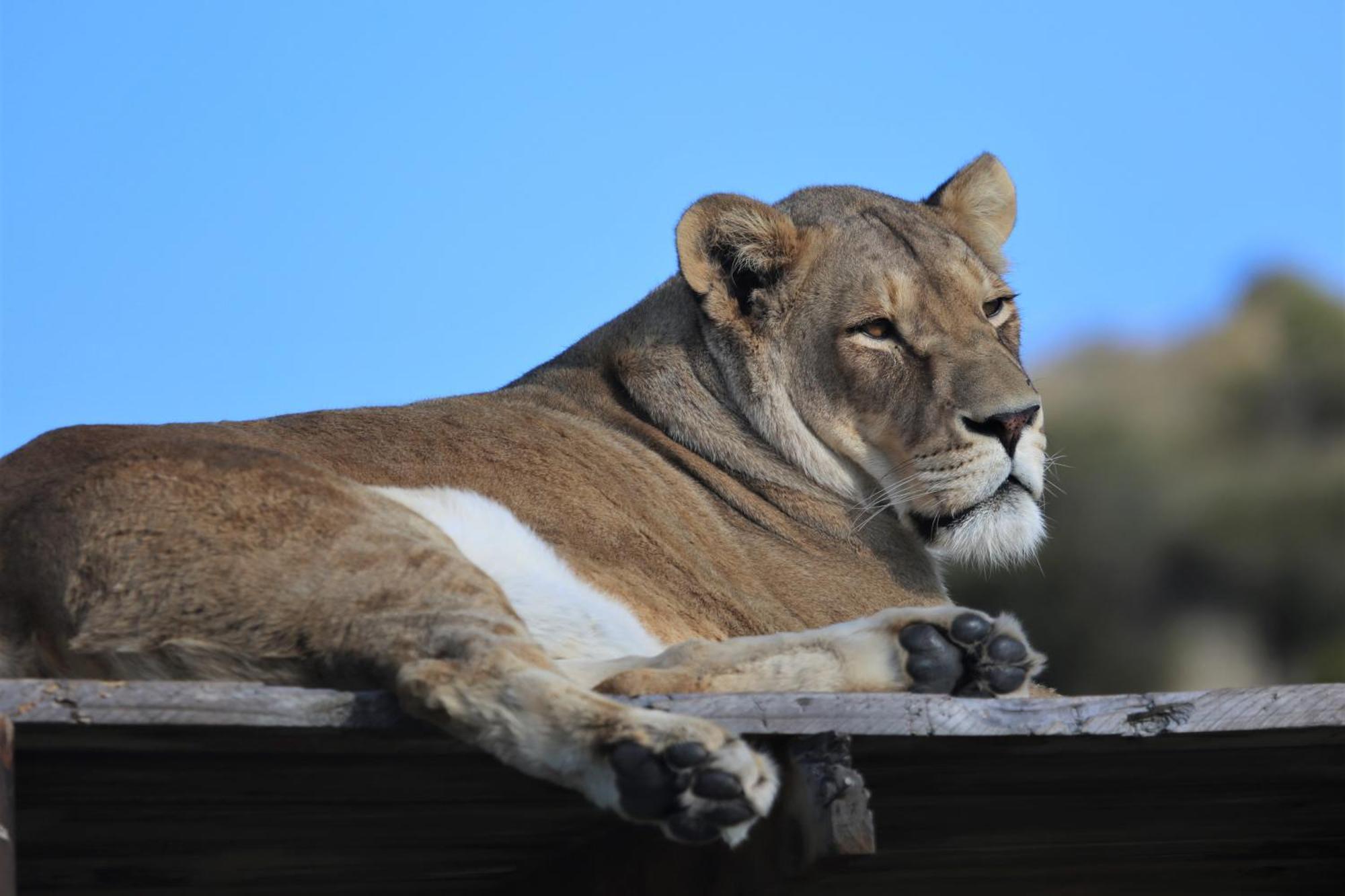 Lionsrock Big Cat Sanctuary Villa Bethlehem Exterior foto