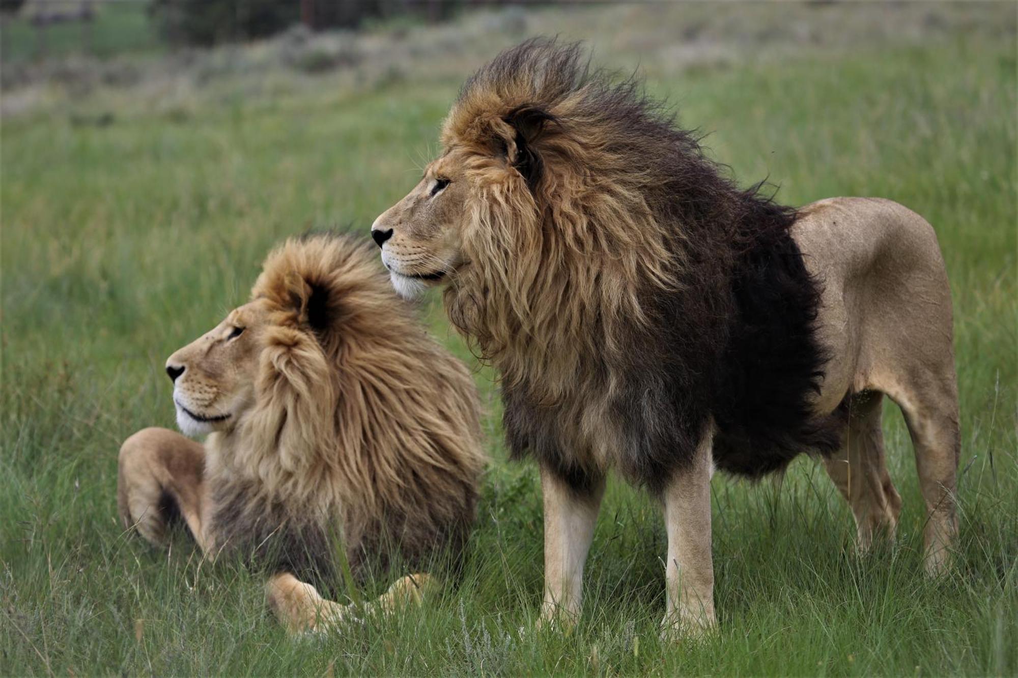 Lionsrock Big Cat Sanctuary Villa Bethlehem Exterior foto