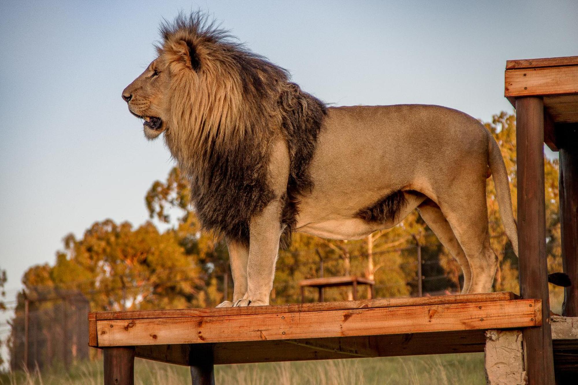 Lionsrock Big Cat Sanctuary Villa Bethlehem Exterior foto