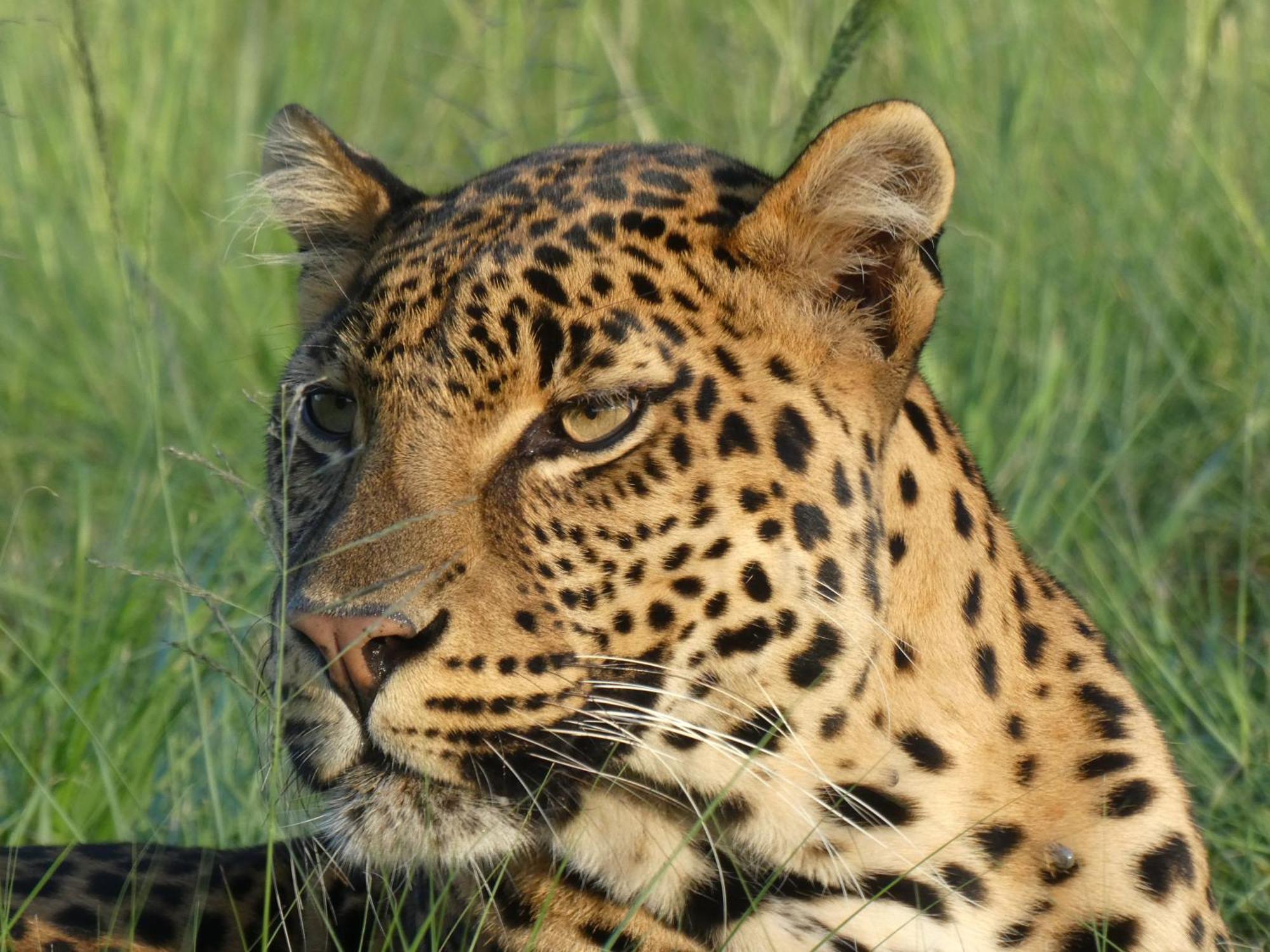 Lionsrock Big Cat Sanctuary Villa Bethlehem Exterior foto
