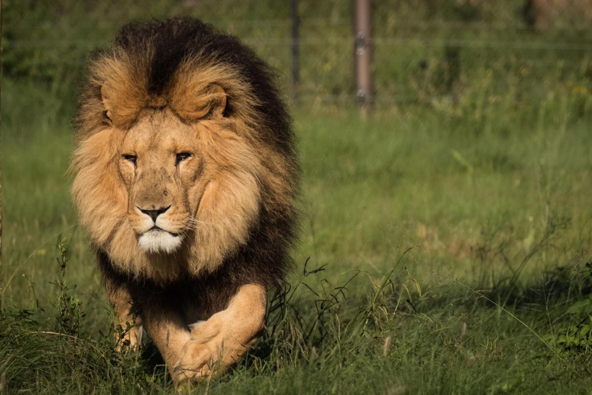 Lionsrock Big Cat Sanctuary Villa Bethlehem Exterior foto