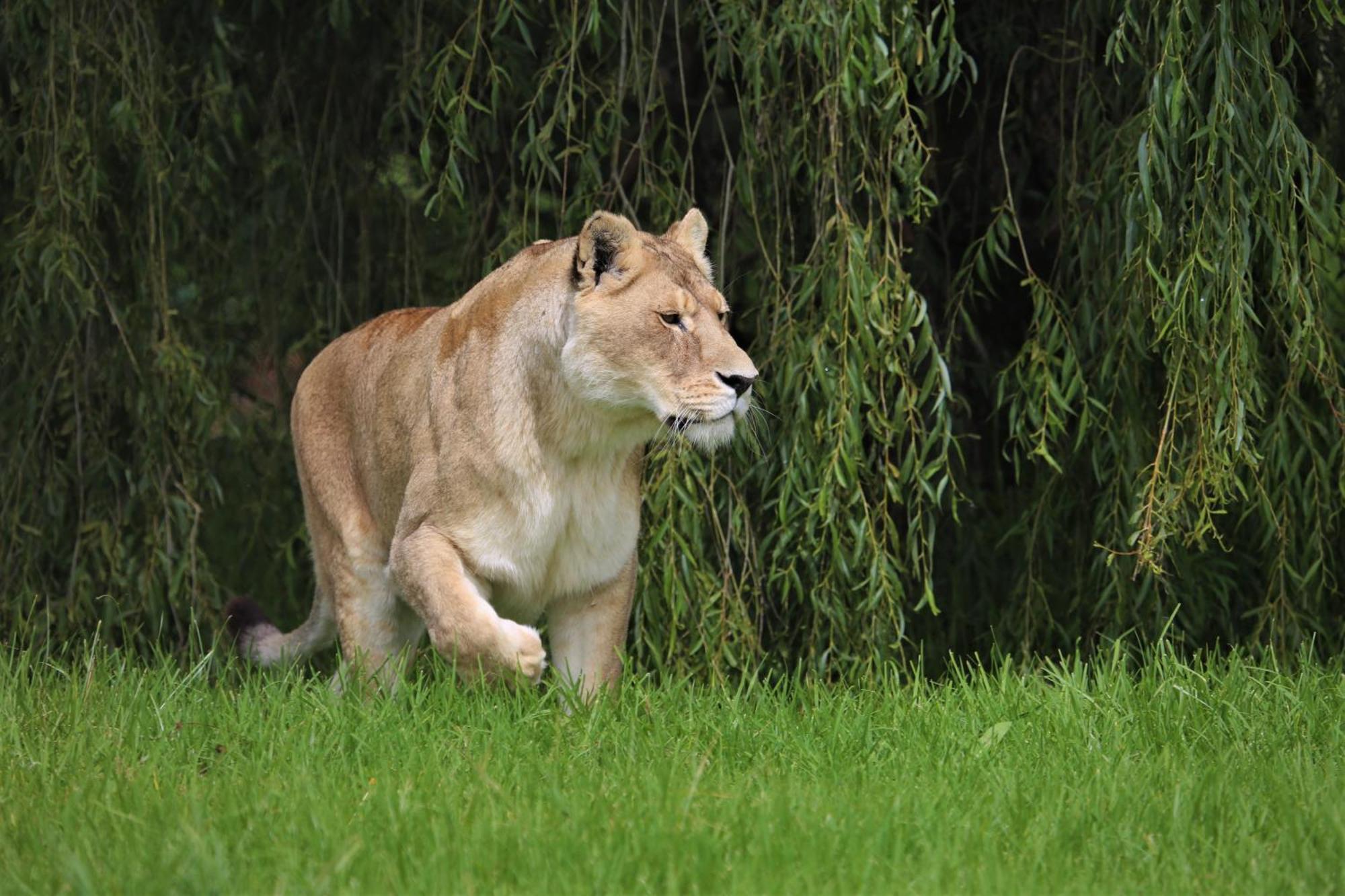 Lionsrock Big Cat Sanctuary Villa Bethlehem Exterior foto