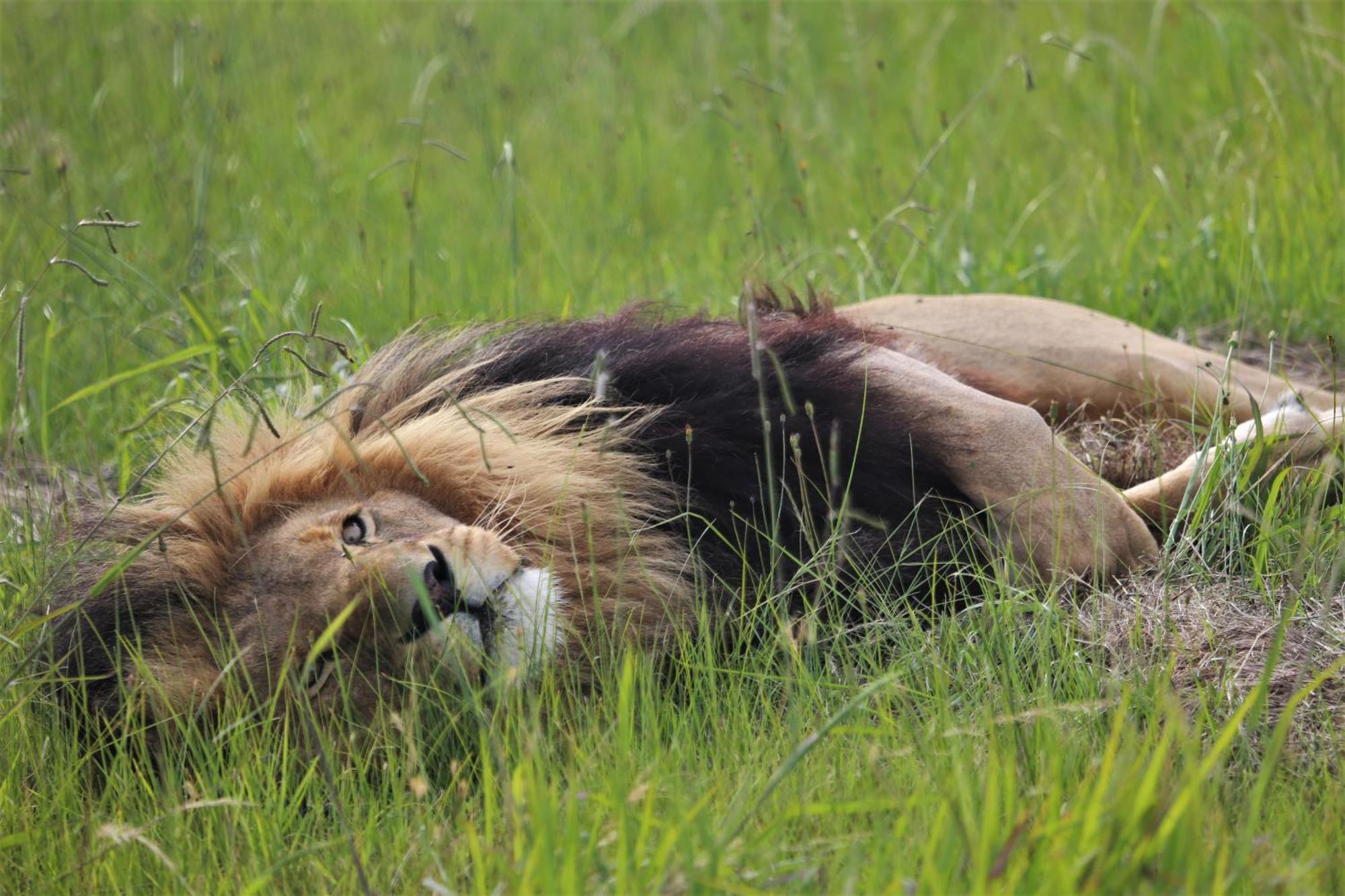 Lionsrock Big Cat Sanctuary Villa Bethlehem Exterior foto