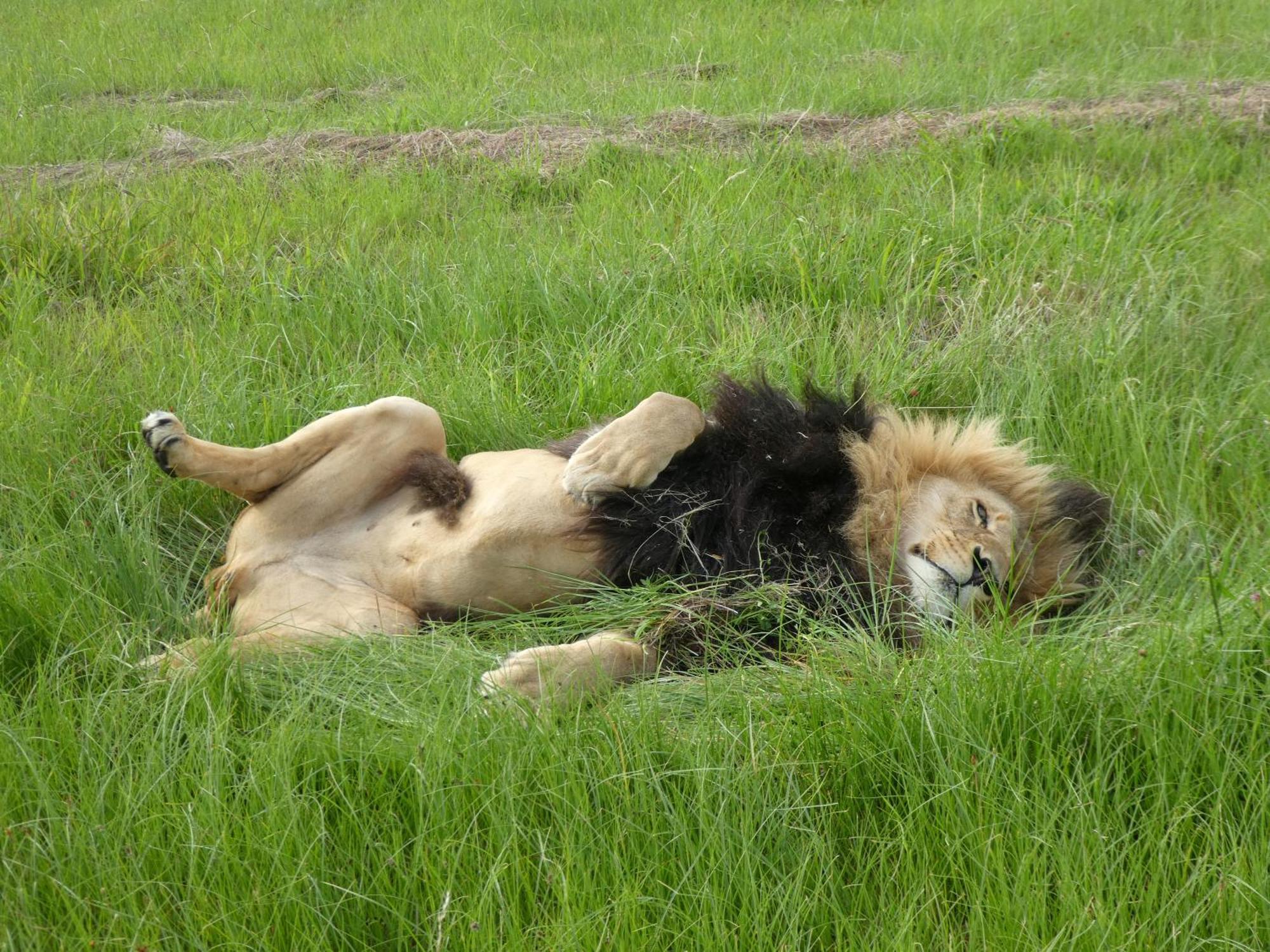 Lionsrock Big Cat Sanctuary Villa Bethlehem Exterior foto
