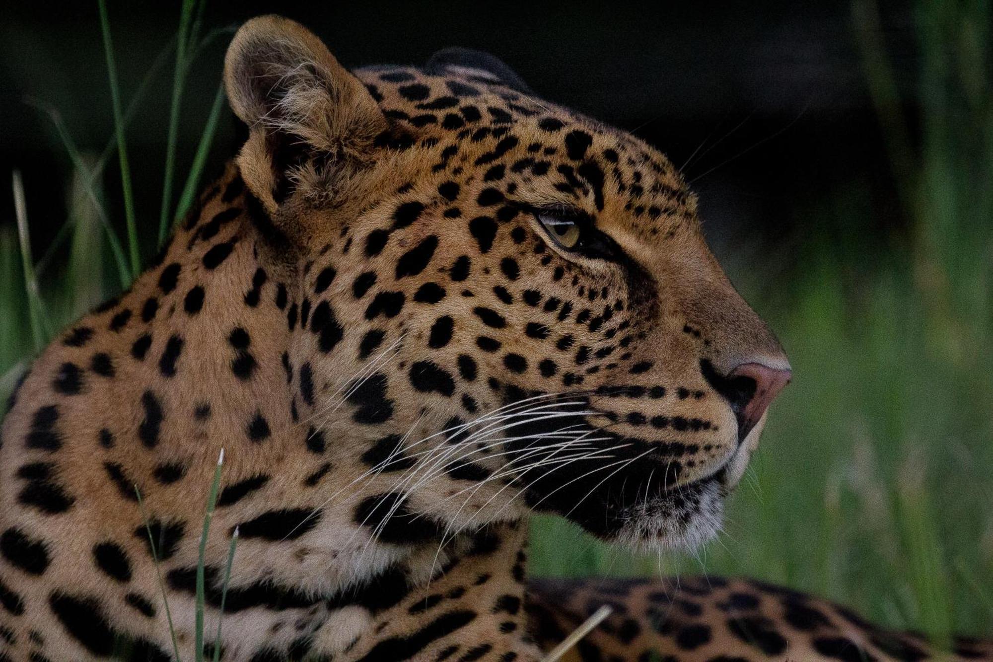 Lionsrock Big Cat Sanctuary Villa Bethlehem Exterior foto