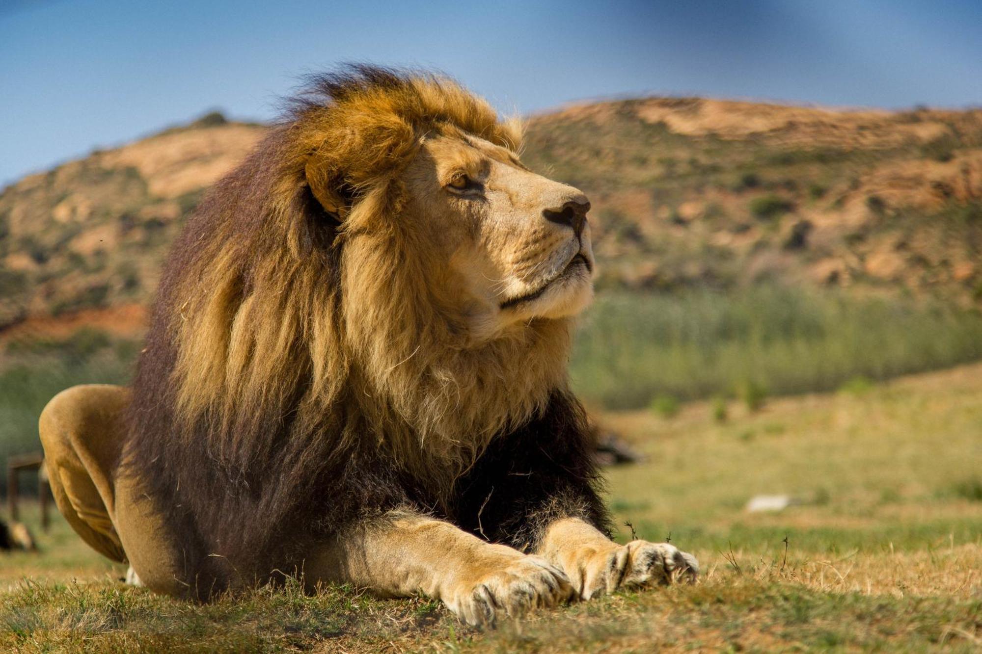 Lionsrock Big Cat Sanctuary Villa Bethlehem Exterior foto