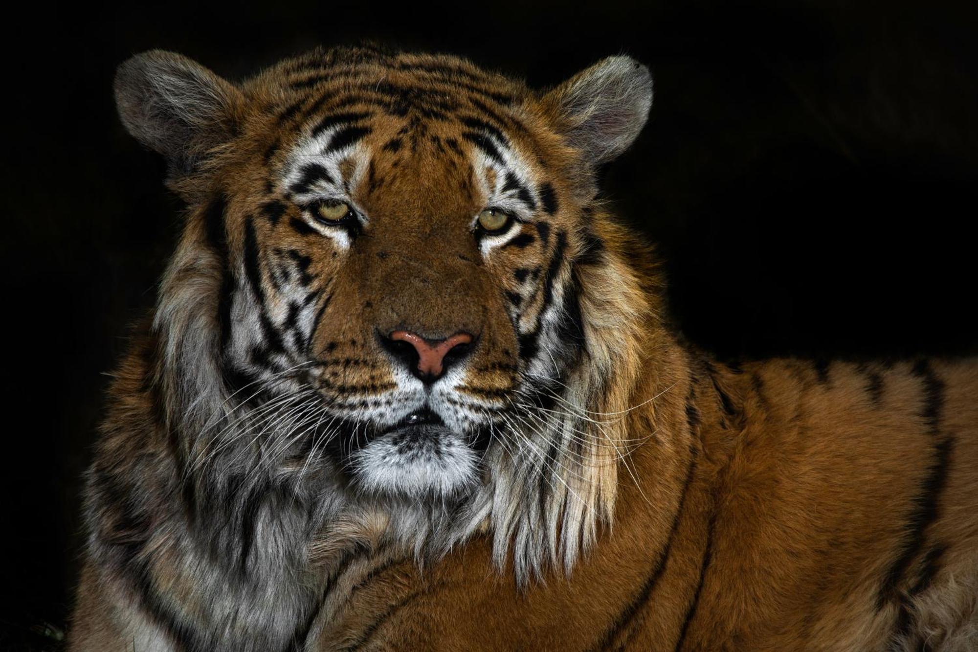 Lionsrock Big Cat Sanctuary Villa Bethlehem Exterior foto