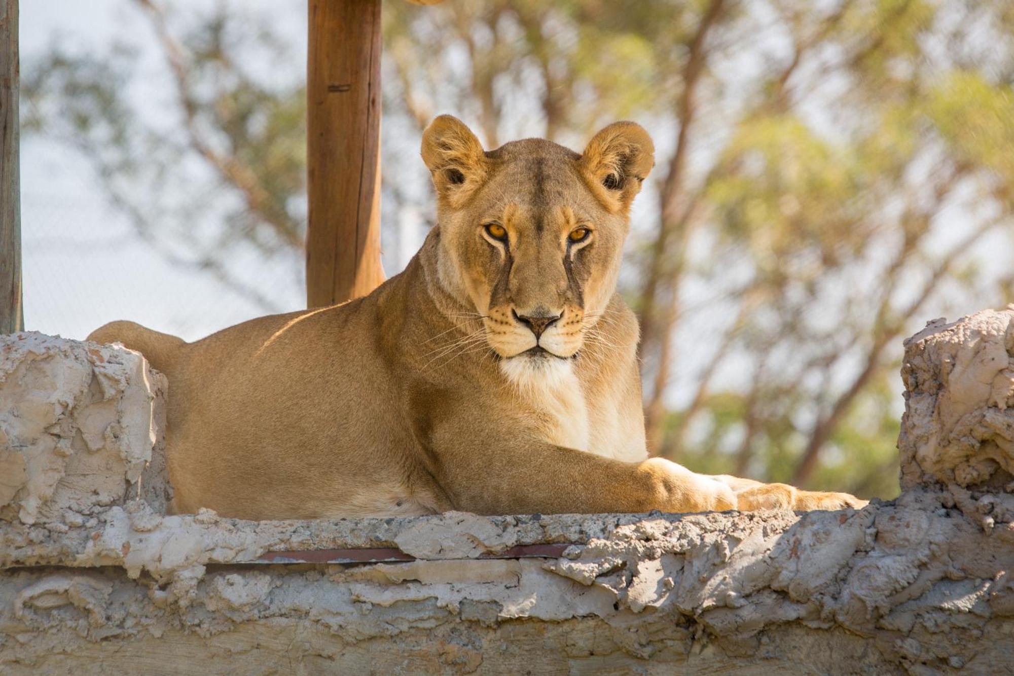 Lionsrock Big Cat Sanctuary Villa Bethlehem Exterior foto