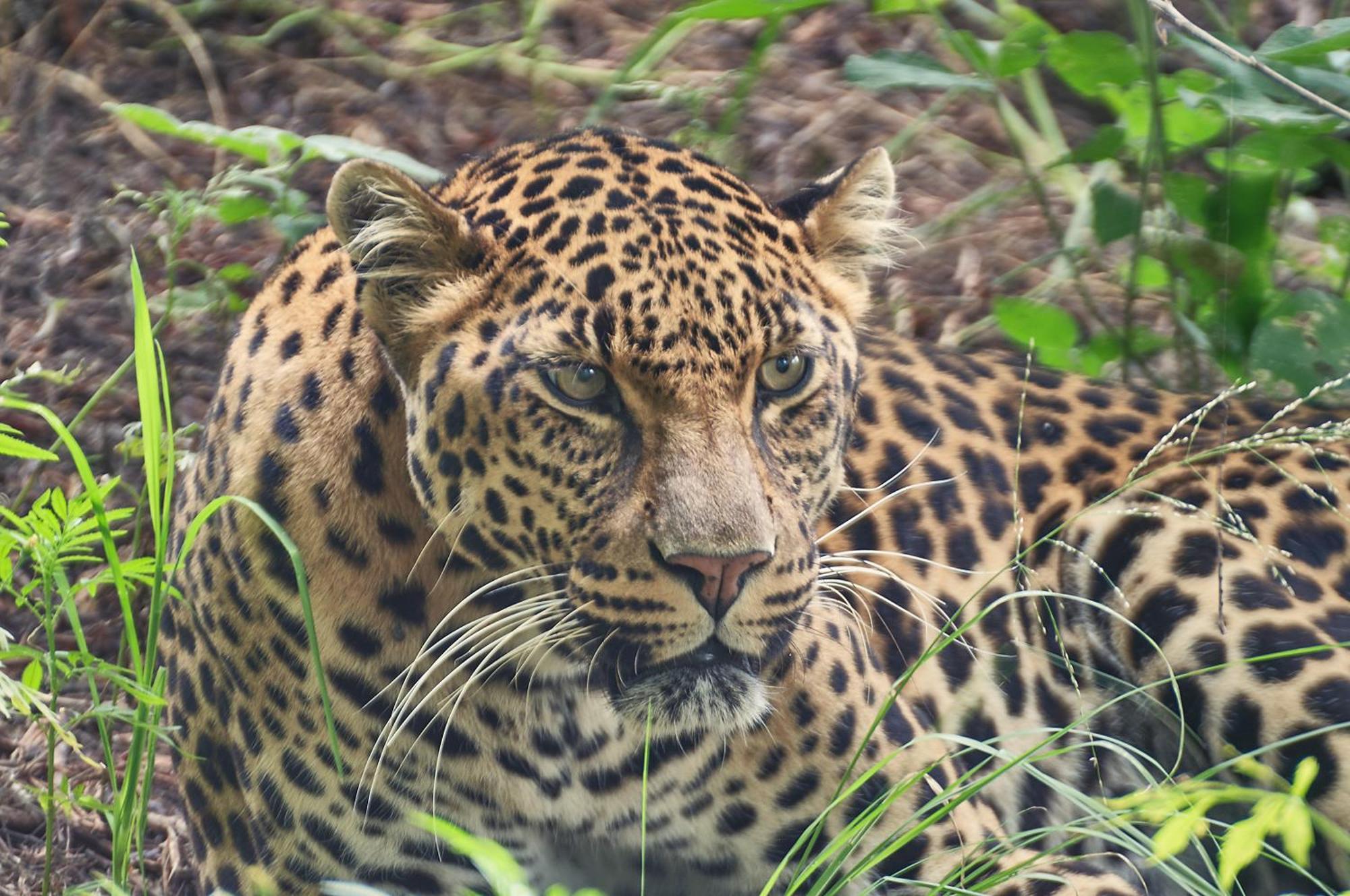 Lionsrock Big Cat Sanctuary Villa Bethlehem Exterior foto