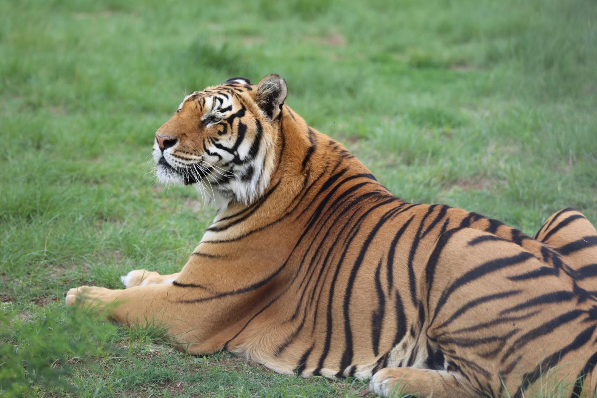 Lionsrock Big Cat Sanctuary Villa Bethlehem Exterior foto