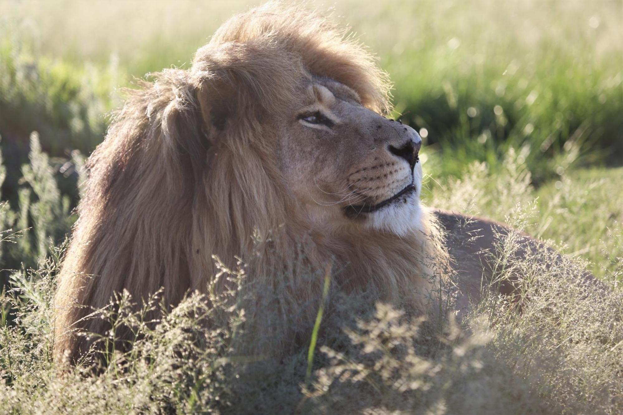 Lionsrock Big Cat Sanctuary Villa Bethlehem Exterior foto