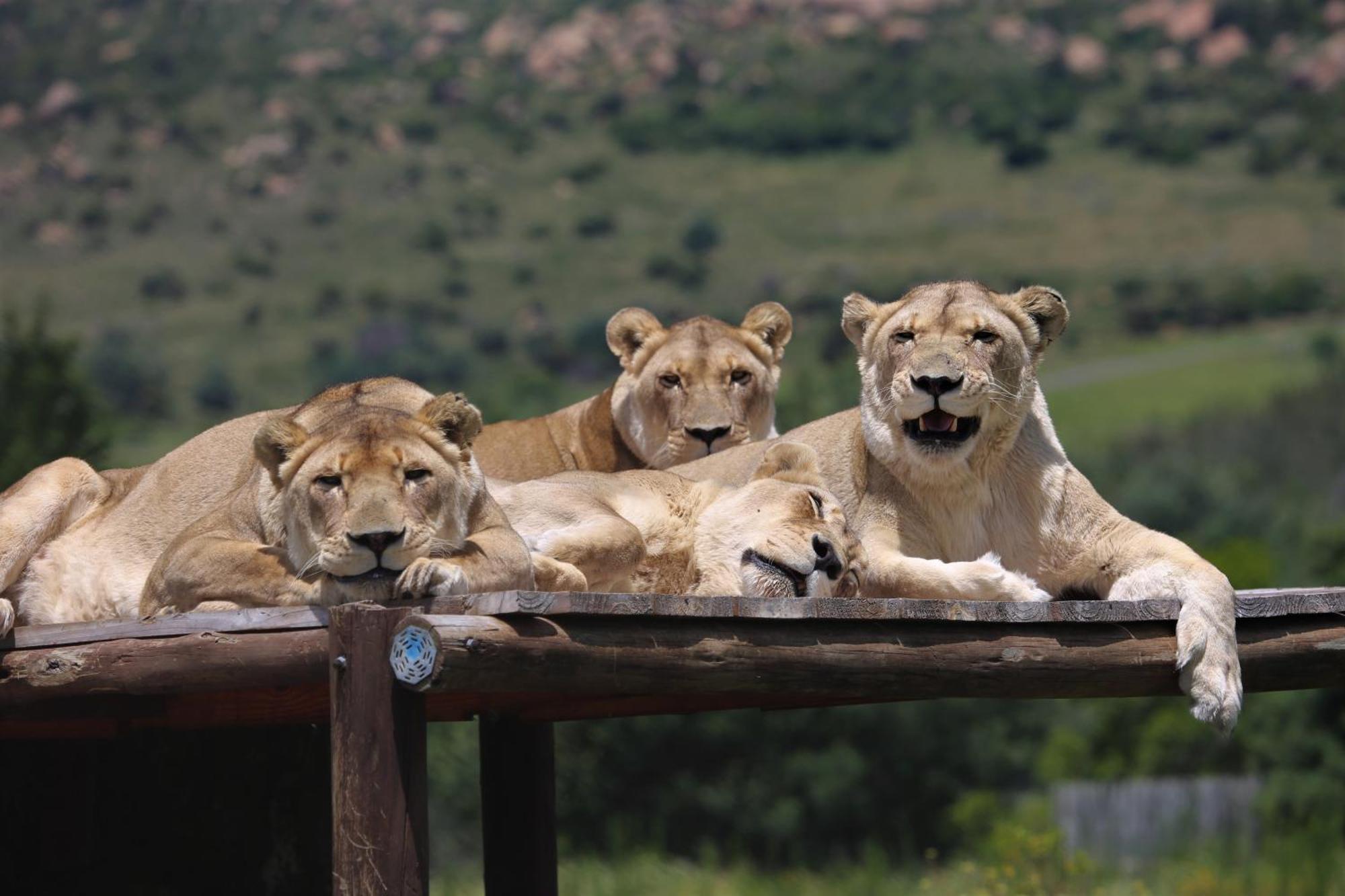 Lionsrock Big Cat Sanctuary Villa Bethlehem Exterior foto