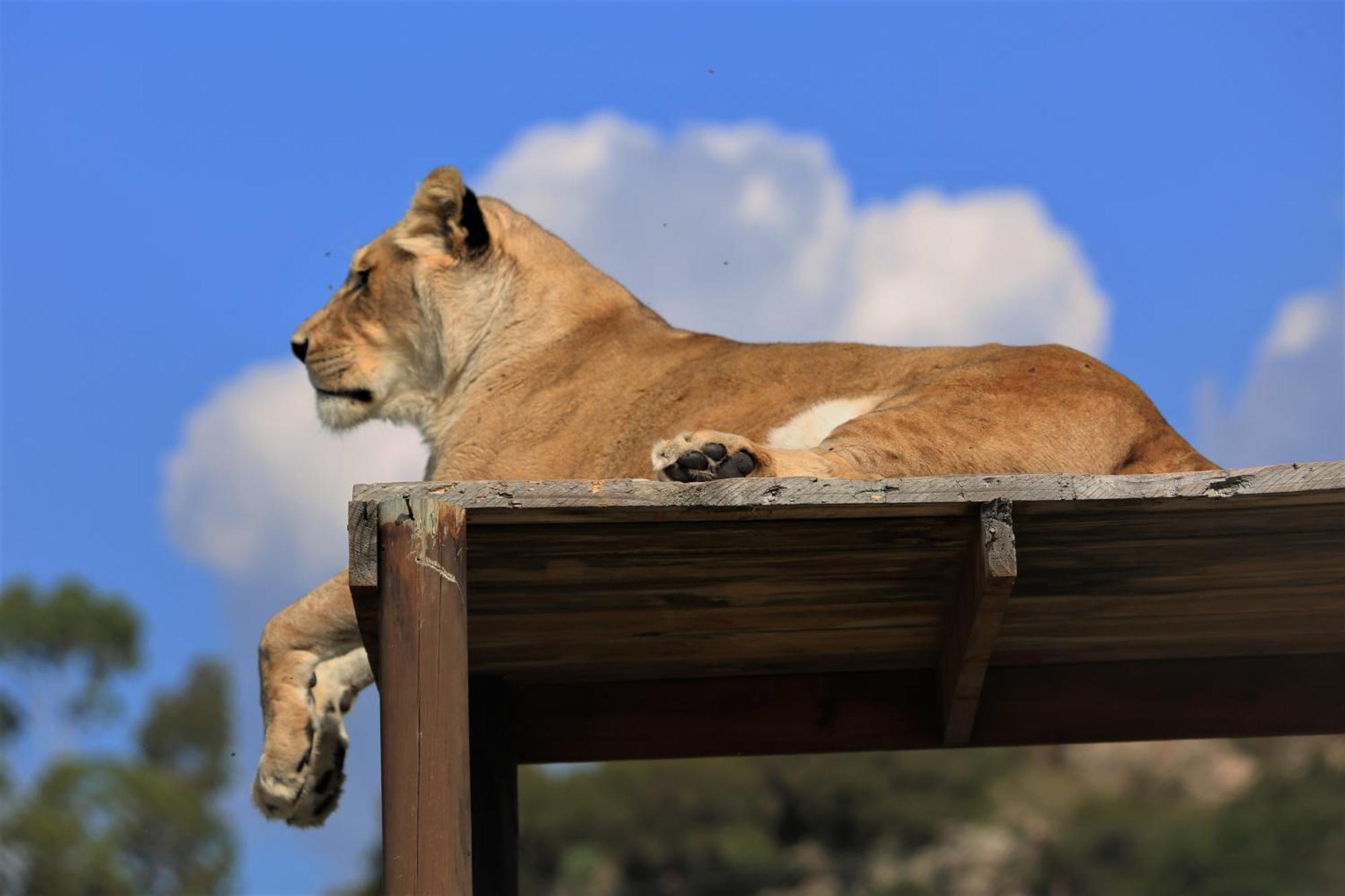 Lionsrock Big Cat Sanctuary Villa Bethlehem Exterior foto