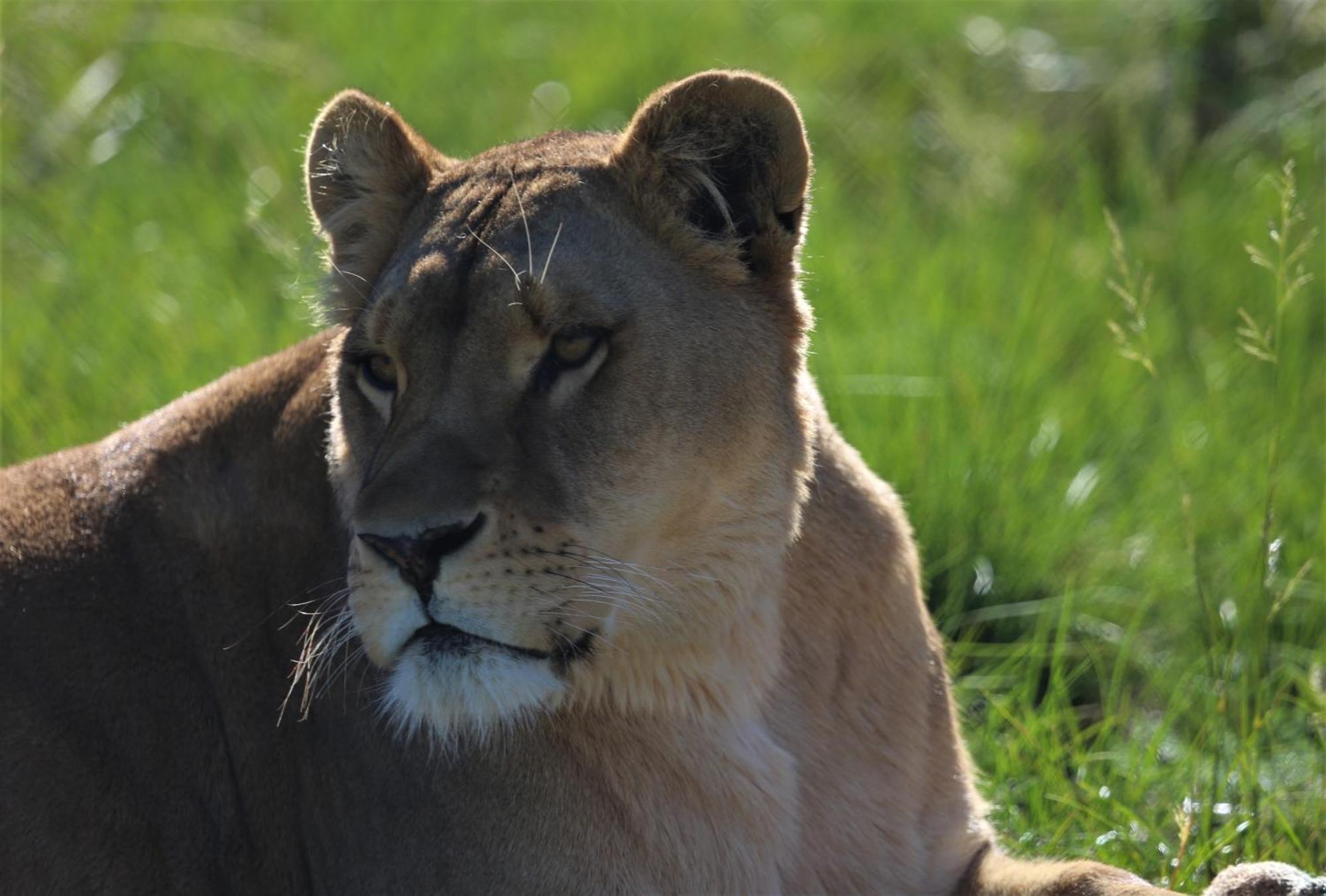 Lionsrock Big Cat Sanctuary Villa Bethlehem Exterior foto
