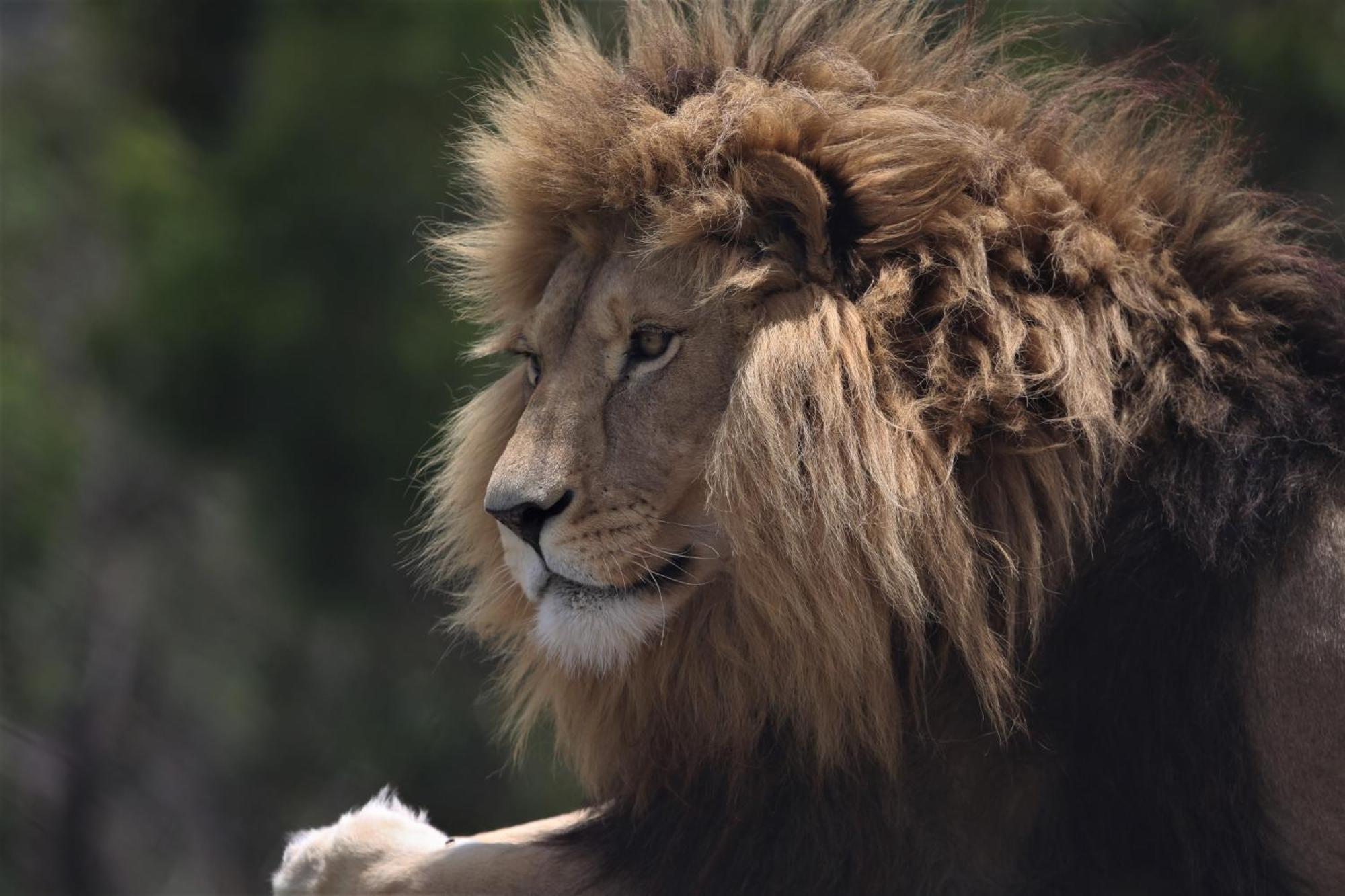 Lionsrock Big Cat Sanctuary Villa Bethlehem Exterior foto