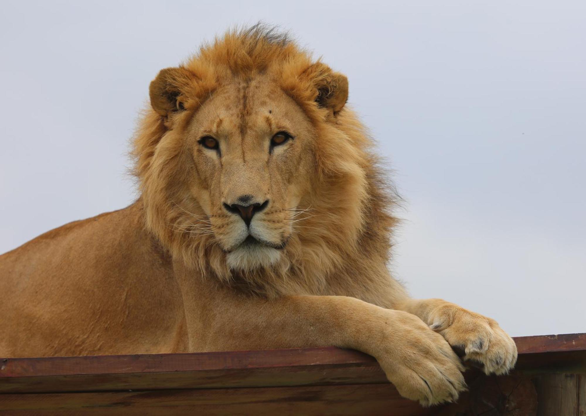 Lionsrock Big Cat Sanctuary Villa Bethlehem Exterior foto