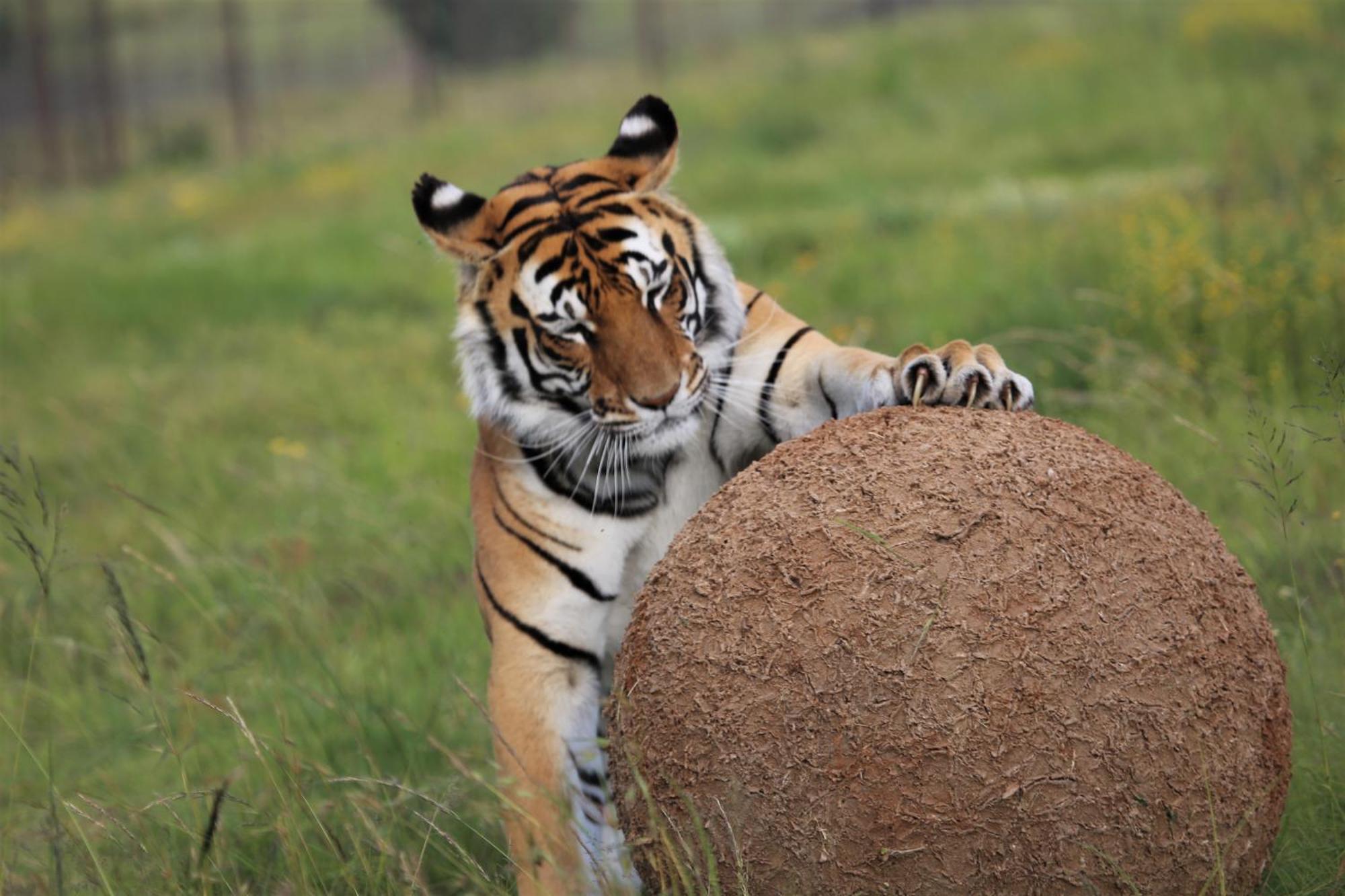 Lionsrock Big Cat Sanctuary Villa Bethlehem Exterior foto