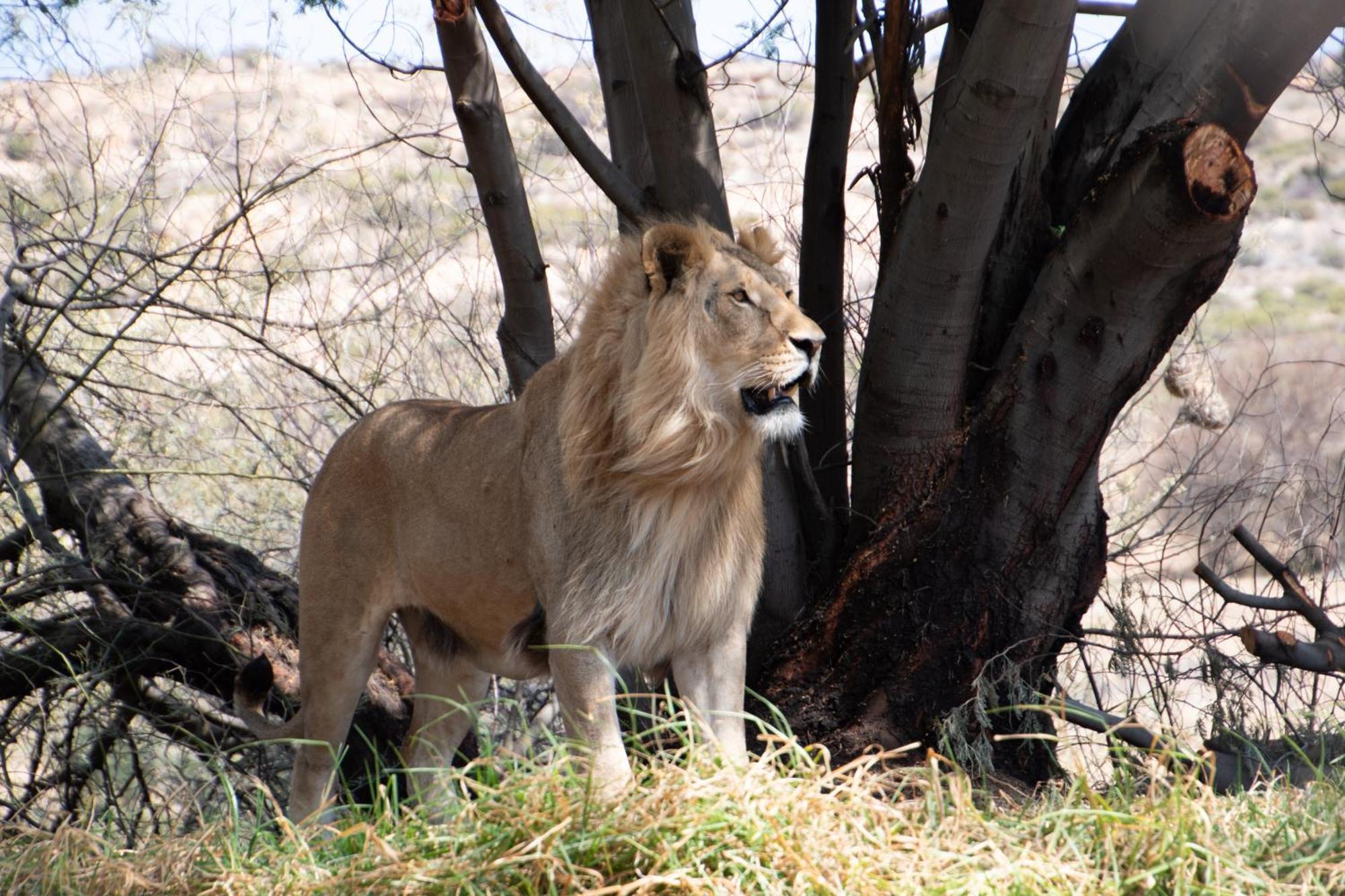 Lionsrock Big Cat Sanctuary Villa Bethlehem Exterior foto