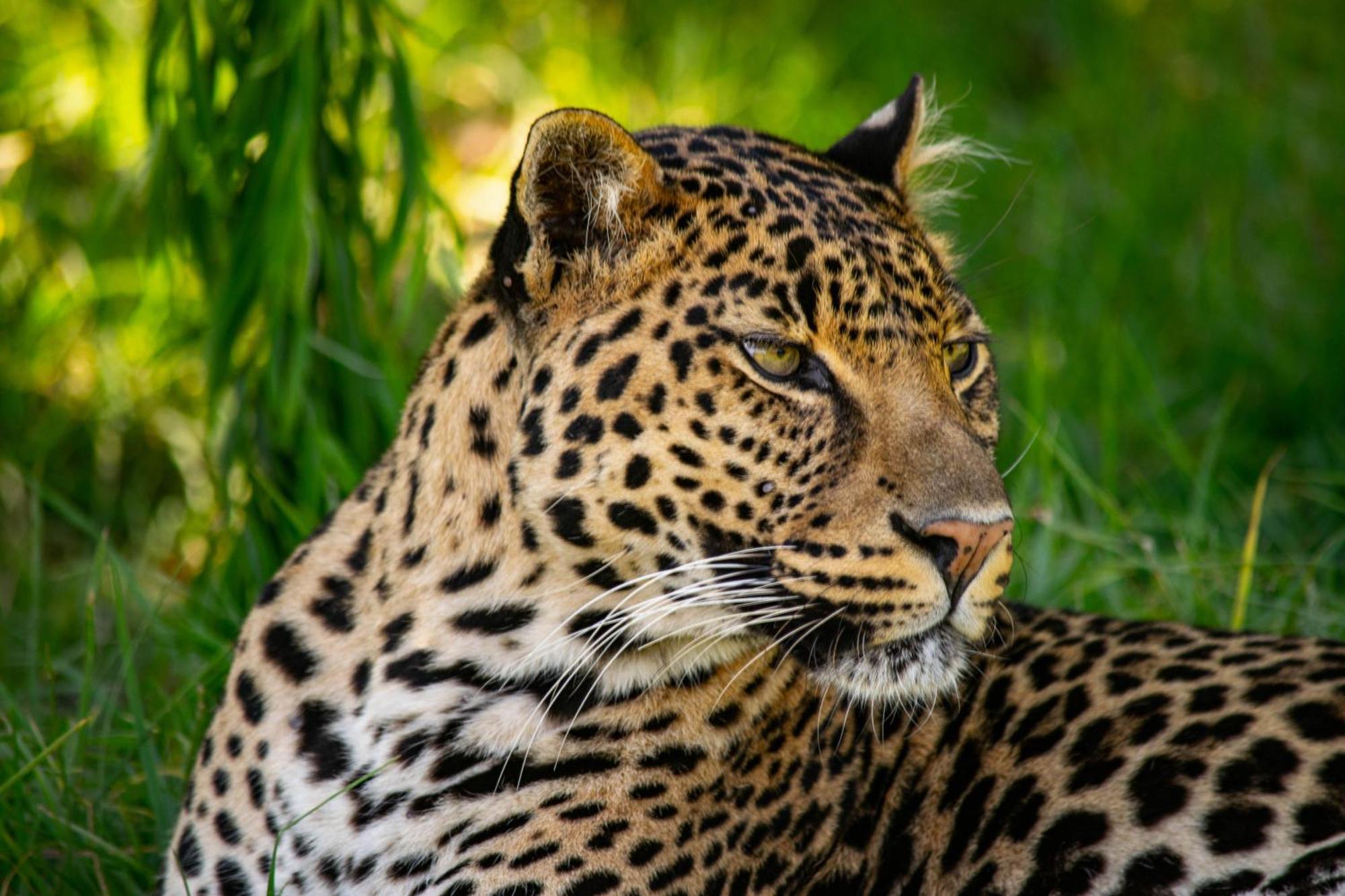 Lionsrock Big Cat Sanctuary Villa Bethlehem Exterior foto