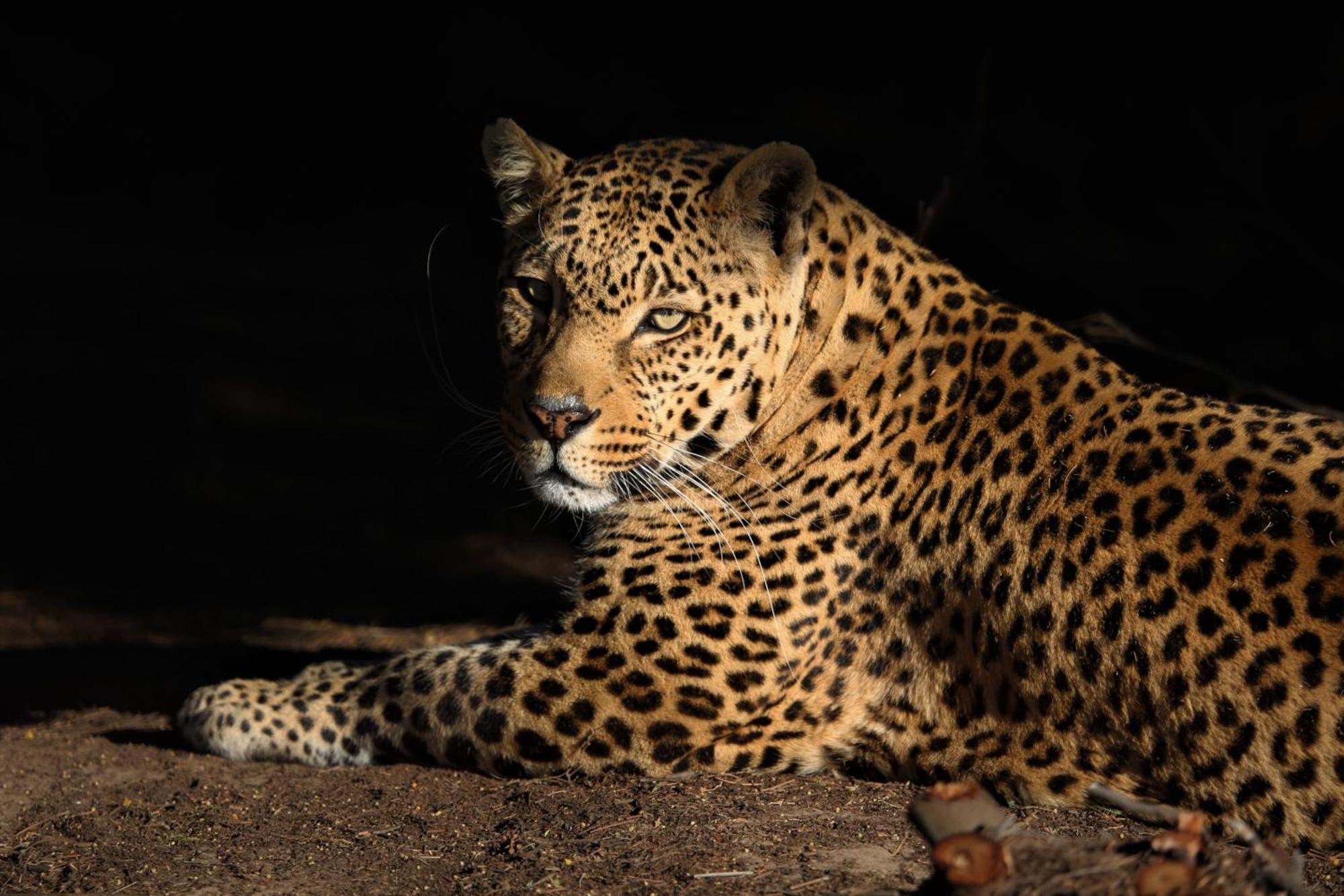 Lionsrock Big Cat Sanctuary Villa Bethlehem Exterior foto