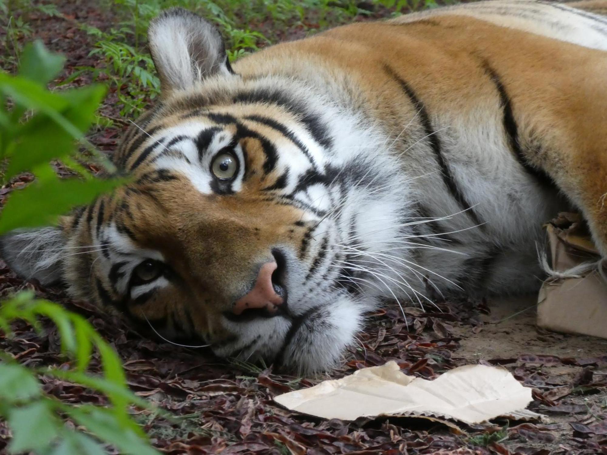 Lionsrock Big Cat Sanctuary Villa Bethlehem Exterior foto